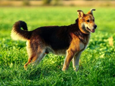Fido - wesoły, przyjazny psiak szuka PILNIE domu!
