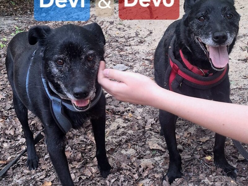 Devo i Devi BŁAGAJĄ o dom!
