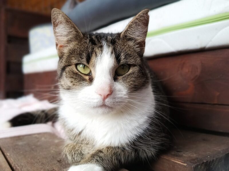 Wyjątkowa, miziasta, przyjazna koteczka do adopcji