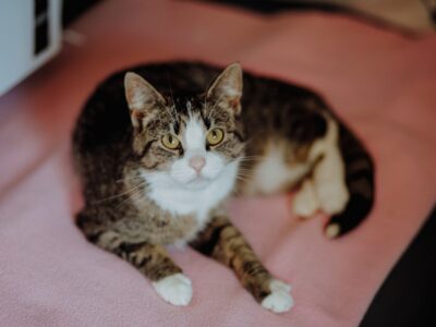 Wyjątkowa, miziasta, przyjazna koteczka do adopcji