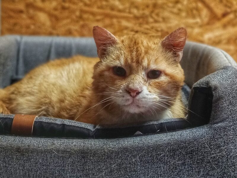 Garfield - ułożony, kochany rudzielec szuka domu!
