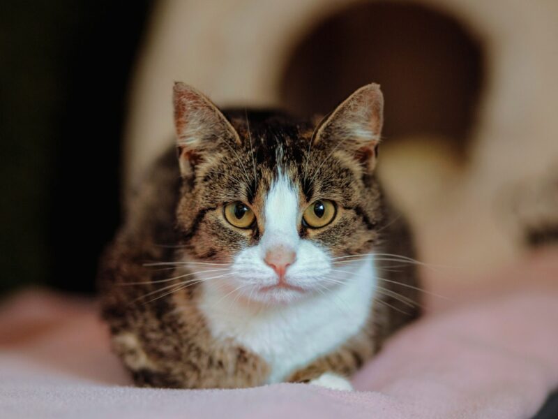Wyjątkowa, miziasta, przyjazna koteczka do adopcji