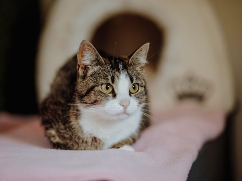 Wyjątkowa, miziasta, przyjazna koteczka do adopcji
